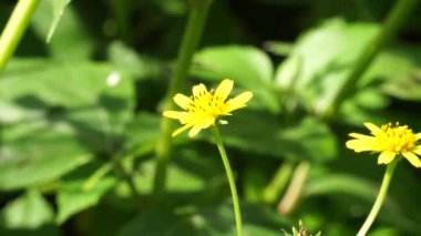 Ficaria verna (ayrıca Ranunculus ficaria, daha az celandine, pilewort, incir çiçeği olarak da bilinir) doğal bir geçmişi vardır.