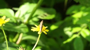 Ficaria verna (ayrıca Ranunculus ficaria, daha az celandine, pilewort, incir çiçeği olarak da bilinir) doğal bir geçmişi vardır.