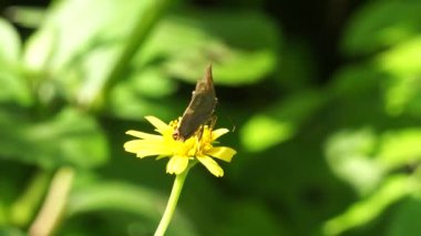 Ficaria verna (ayrıca Ranunculus ficaria, daha az celandine, pilewort, incir çiçeği olarak da bilinir) doğal bir geçmişi vardır.