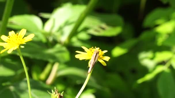 Ficaria Verna Chiamata Anche Ranunculus Ficaria Celidonia Minore Pilewort Ranuncolo — Video Stock
