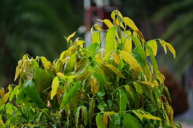 Polyalthia longifolia (glodokan, glodogan tiang) doğal bir geçmişi vardır. Bu yemyeşil ağacın 20 metreden fazla büyüdüğü ve gürültü kirliliğinin azaltılmasındaki etkinliği nedeniyle dikildiği biliniyor.