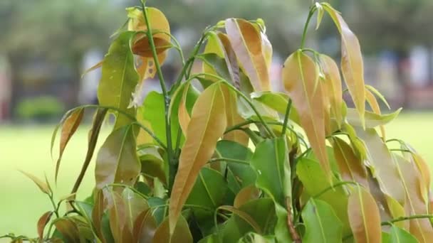 Polyalthia Longifolia Glodokan Glodogan Tiang Естественным Фоном Вечнозеленое Дерево Известно — стоковое видео