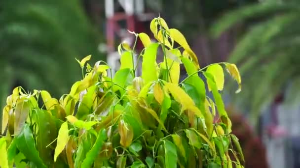 폴리아 Polyalthia Longifolia Glodokan Glodogan Tiang 자연적 배경을 가지고 상록수는 — 비디오