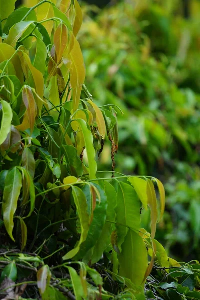 Polyalthia Longifolia Glodokan Glodogan Tiang Com Fundo Natural Esta Árvore — Fotografia de Stock