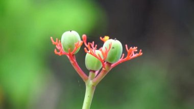 Jatropha podagrica (ayrıca Jarak bali, jarak batang gajah, gut bitkisi, gut sapığı olarak da bilinir) çiçeği. Bu bitki ağrı kesici, tonik, afrodizyak, müshil, yılan ısırığı, gut vs. olarak kullanılır.