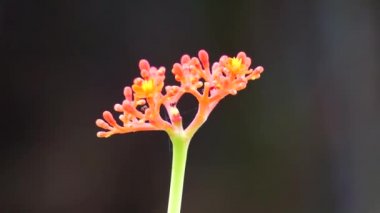 Jatropha podagrica (ayrıca Jarak bali, jarak batang gajah, gut bitkisi, gut sapığı olarak da bilinir) çiçeği. Bu bitki ağrı kesici, tonik, afrodizyak, müshil, yılan ısırığı, gut vs. olarak kullanılır.