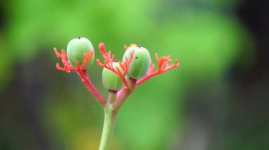Jatropha podagrica (ayrıca Jarak bali, jarak batang gajah, gut bitkisi, gut sapığı olarak da bilinir) çiçeği. Bu bitki ağrı kesici, tonik, afrodizyak, müshil, yılan ısırığı, gut vs. olarak kullanılır.