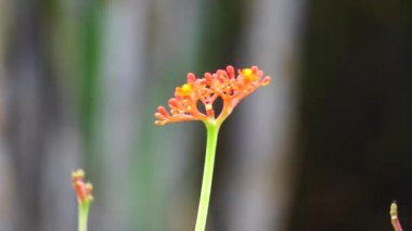 Jatropha podagrica (ayrıca Jarak bali, jarak batang gajah, gut bitkisi, gut sapığı olarak da bilinir) çiçeği. Bu bitki ağrı kesici, tonik, afrodizyak, müshil, yılan ısırığı, gut vs. olarak kullanılır.