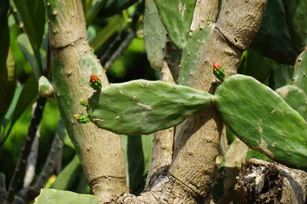 Opuntia Cochenillifera Також Називається Тепла Рука Непальський Кактус Природним Фоном — стокове фото