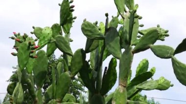 Opuntia cochenillifera (ayrıca sıcak el, nopal kaktüs olarak da bilinir) doğal bir geçmişi vardır. Opuntia cochenillifera kaktüs türlerinden biridir.