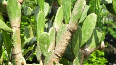 Opuntia cochenillifera (ayrıca sıcak el, nopal kaktüs olarak da bilinir) doğal bir geçmişi vardır. Opuntia cochenillifera kaktüs türlerinden biridir.