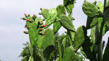 Opuntia cochenillifera (ayrıca sıcak el, nopal kaktüs olarak da bilinir) doğal bir geçmişi vardır. Opuntia cochenillifera kaktüs türlerinden biridir.