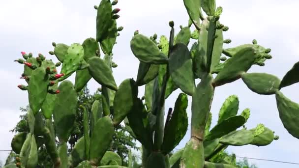 Opuntia Cochenillifera Aussi Appelé Main Chaude Cactus Nopal Avec Fond — Video