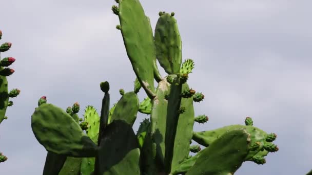 Opuntia Cochenillifera Aussi Appelé Main Chaude Cactus Nopal Avec Fond — Video