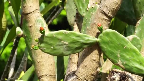 Opuntia Cochenillifera 暖かい手と呼ばれます 普通のサボテン 自然な背景を持ちます オプニア コチニリフェラはサボテンの一種です — ストック動画