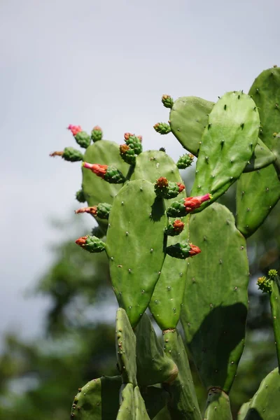Opuntia Cochenillifera Aussi Appelé Main Chaude Cactus Nopal Avec Fond — Photo