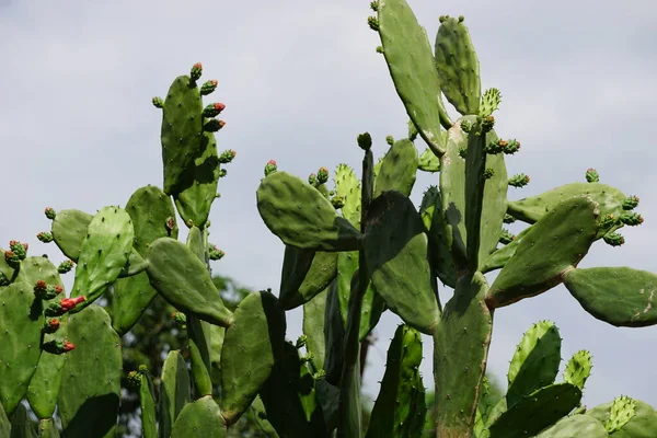 Opuntia Cochenillifera También Llamada Mano Caliente Nopal Cactus Con Fondo — Foto de Stock