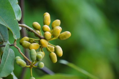 Krakas meyvelerinin egzotiği. Endonezyalılara da kakas denir.