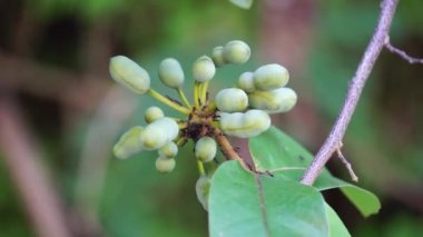 Krakas meyvelerinin egzotiği. Endonezyalılara da kakas denir.