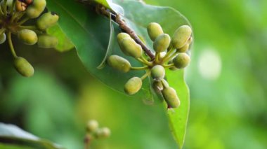 Krakas meyvelerinin egzotiği. Endonezyalılara da kakas denir.