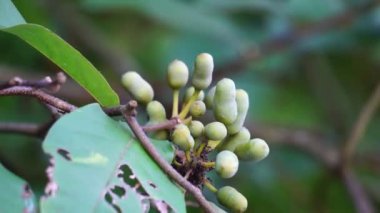 Krakas meyvelerinin egzotiği. Endonezyalılara da kakas denir.