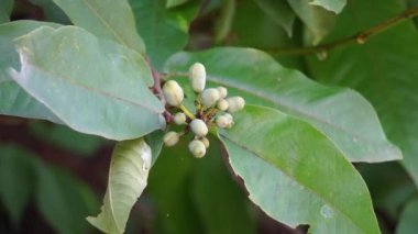 Krakas meyvelerinin egzotiği. Endonezyalılara da kakas denir.