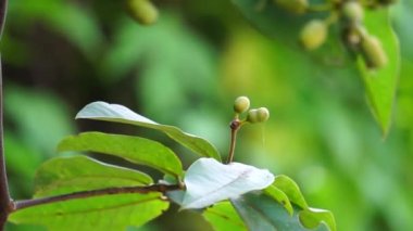 Krakas meyvelerinin egzotiği. Endonezyalılara da kakas denir.