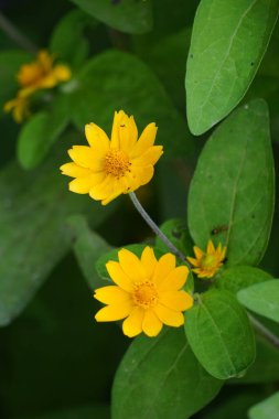 Melampodium divaricatum (ayrıca Altın Crownbeard, Cowpen Daisy, altın taç sakalı olarak da bilinir)