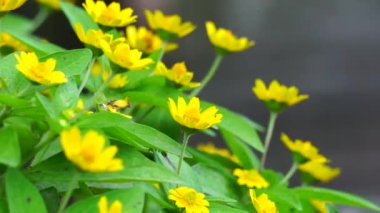 Melampodium divaricatum (ayrıca Altın Crownbeard, Cowpen Daisy, altın taç sakalı olarak da bilinir)