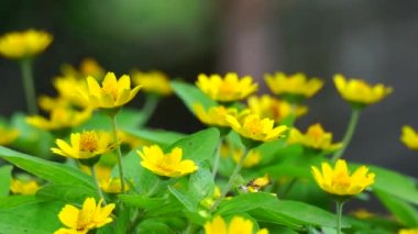 Melampodium divaricatum (ayrıca Altın Crownbeard, Cowpen Daisy, altın taç sakalı olarak da bilinir)