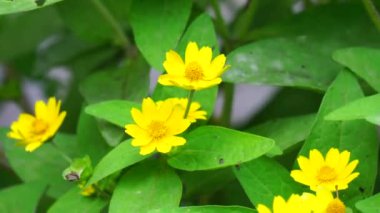 Melampodium divaricatum (ayrıca Altın Crownbeard, Cowpen Daisy, altın taç sakalı olarak da bilinir)