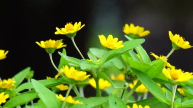 Melampodium divaricatum (ayrıca Altın Crownbeard, Cowpen Daisy, altın taç sakalı olarak da bilinir)
