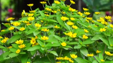 Melampodium divaricatum (ayrıca Altın Crownbeard, Cowpen Daisy, altın taç sakalı olarak da bilinir)