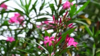 Ağacın üzerinde zakkum, neryum, bunga mentega, bunga jepun olarak da bilinir. Oleander özsuyu cilt tahrişlerine, göz iltihabına ve tahrişe ve alerjik reaksiyonlara neden olabilir.