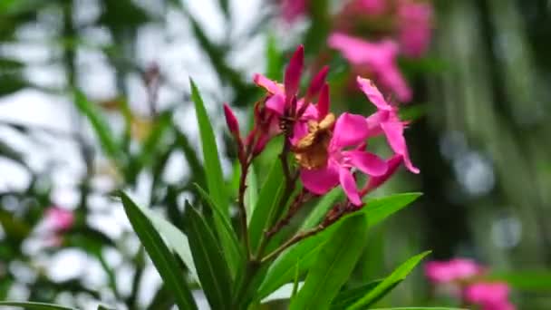 나무에는네 Oleander Nerium Bunga Mentega Bunga Jepun 나병환 수액은 피부염 — 비디오