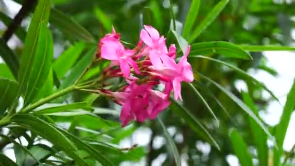 Nerium Oleander Называемый Oleander Nerium Bunga Mentega Bunga Jepun Дереве — стоковое видео