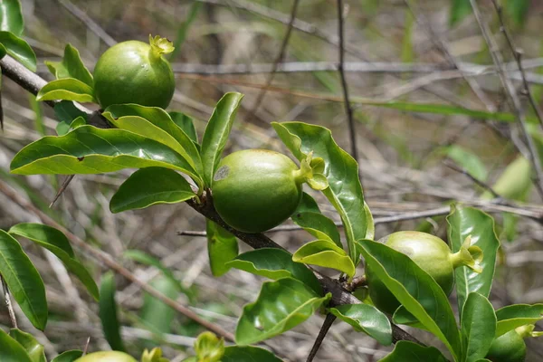 Zelený Punica Granatum Také Nazývaný Delima Granátové Jablko Přírodě — Stock fotografie