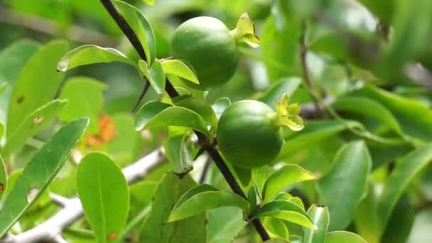 Zelený Punica Granatum Také Nazývaný Delima Granátové Jablko Přírodě — Stock video