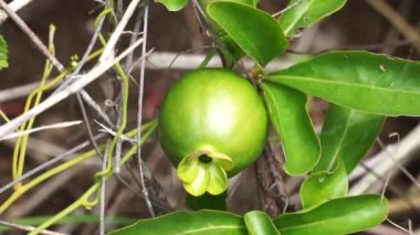 Doğada yeşil punica granatum (ayrıca delima nar olarak da bilinir)