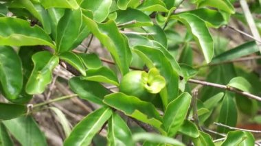 Doğada yeşil punica granatum (ayrıca delima nar olarak da bilinir)