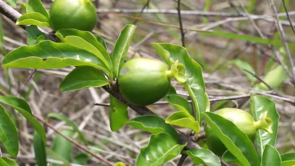 Grüner Punica Granatum Auch Granatapfel Delima Genannt Der Natur — Stockvideo
