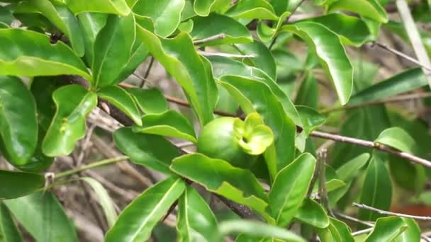 Green Punica Granatum Also Called Delima Pomegranate Nature — Stock Video