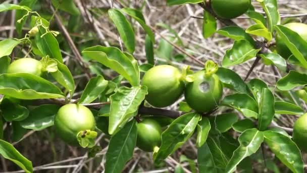 Grüner Punica Granatum Auch Granatapfel Delima Genannt Der Natur — Stockvideo