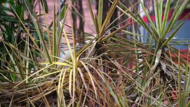 Dracaena Marginata Naturze Dracaena Marginata Powszechnie Nazywany Czerwonymi Krawędziami Dracaena — Wideo stockowe