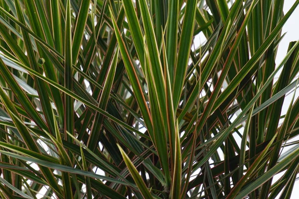 Dracaena Marginata在大自然中 龙舌兰 Dracaena Marginata 俗称红边龙舌兰 Red Edge Dracaena 是一种常绿树 — 图库照片