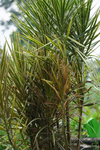 Dracaena Marginata Naturze Dracaena Marginata Powszechnie Nazywany Czerwonymi Krawędziami Dracaena — Zdjęcie stockowe