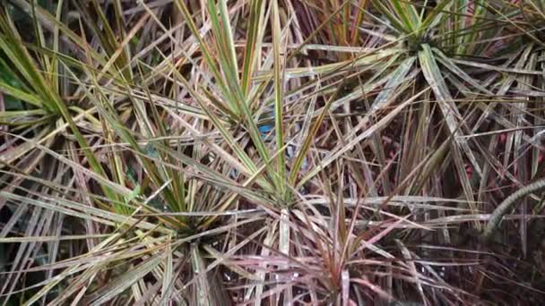 Dracaena Marginata Přírodě Dracaena Marginata Běžně Nazývaná Dracaena Červeným Okrajem — Stock video