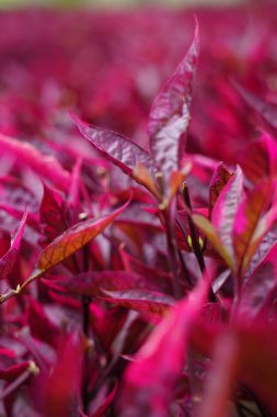 Kırmızı Aerva sanguinolenta (L) Blume doğal bir arka plana sahiptir.