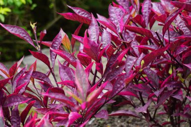 Kırmızı Aerva sanguinolenta (L) Blume doğal bir arka plana sahiptir.
