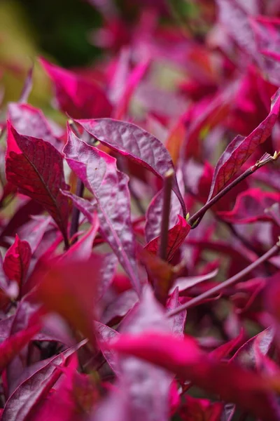 Red Aerva Sanguinolenta Blume Natural Background — Fotografia de Stock